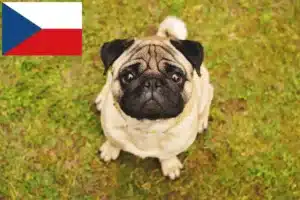 Přečtete si více ze článku Chovatelé mopsů a štěňat v České republice