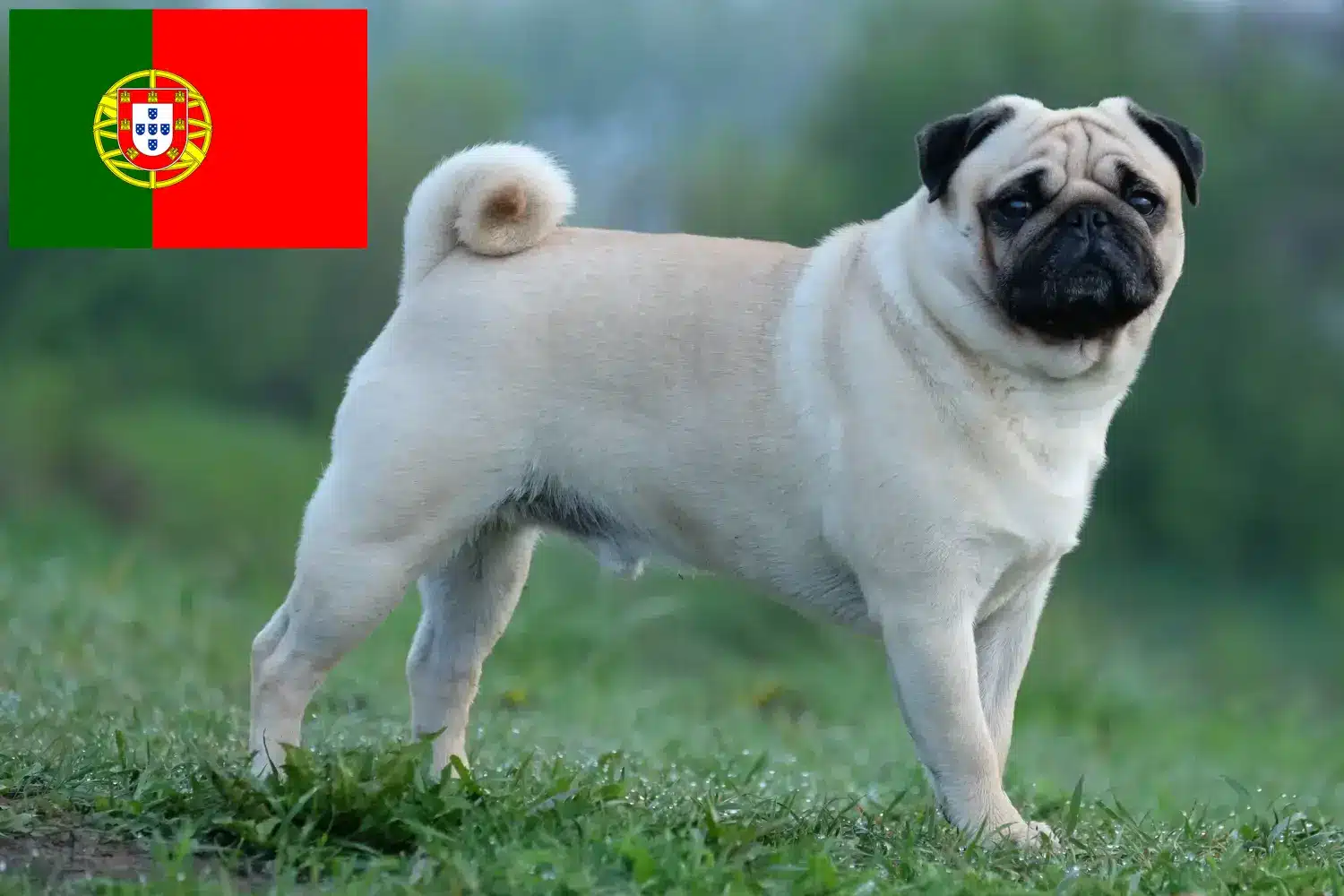Přečtete si více ze článku Chovatelé mopsů a štěňat v Portugalsku