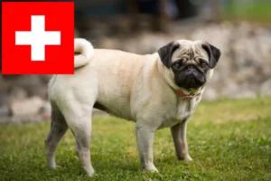 Přečtete si více ze článku Chovatelé mopsů a štěňat ve Švýcarsku