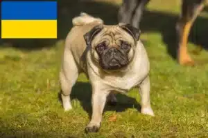 Přečtete si více ze článku Chovatelé mopsů a štěňat na Ukrajině