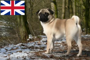 Přečtete si více ze článku Chovatelé mopsů a štěňat ve Velké Británii