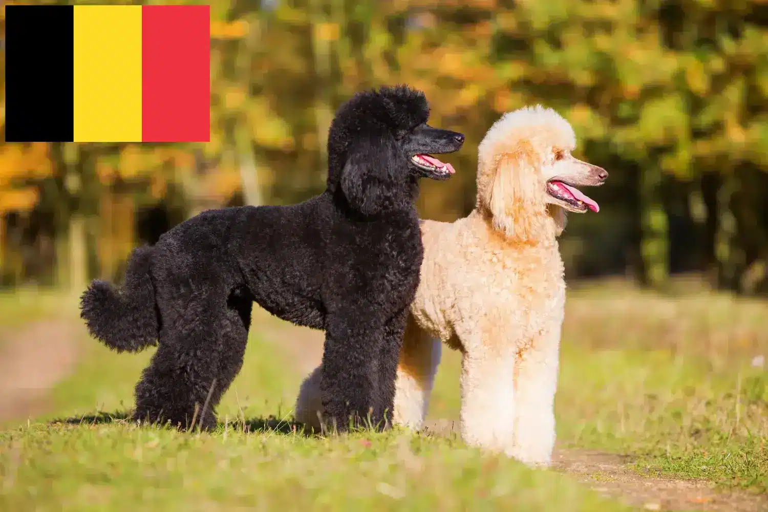 Štěňata pudlů a chovatelé Belgie Zde najdete chovatele pudlů v Belgii.