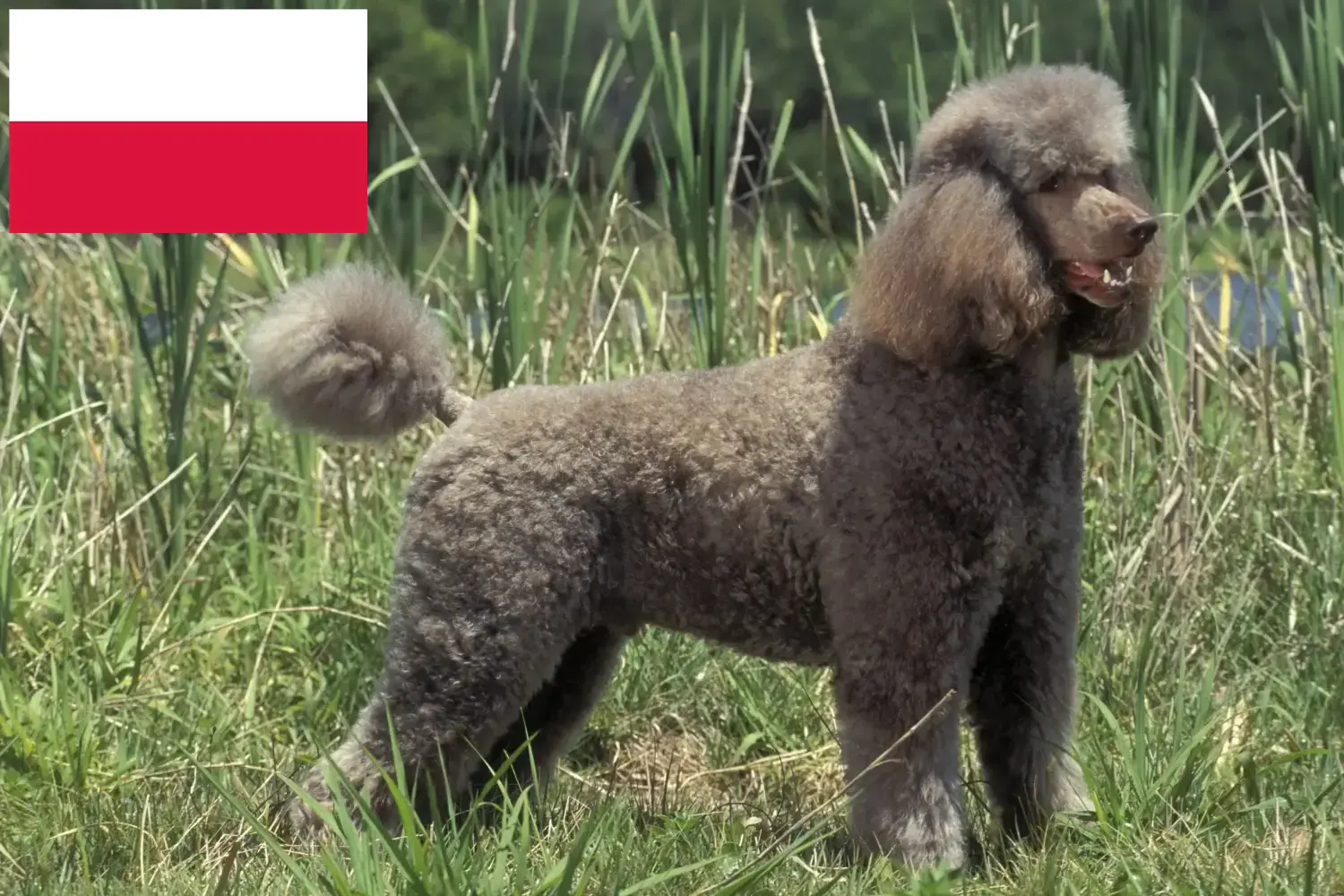 Štěňata pudlů a chovatelé Polsko Zde najdete chovatele pudlů v Polsku.