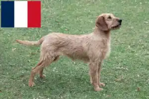 Přečtete si více ze článku Chovatelé a štěňata štýrského drátosrstého jezevčíka ve Francii