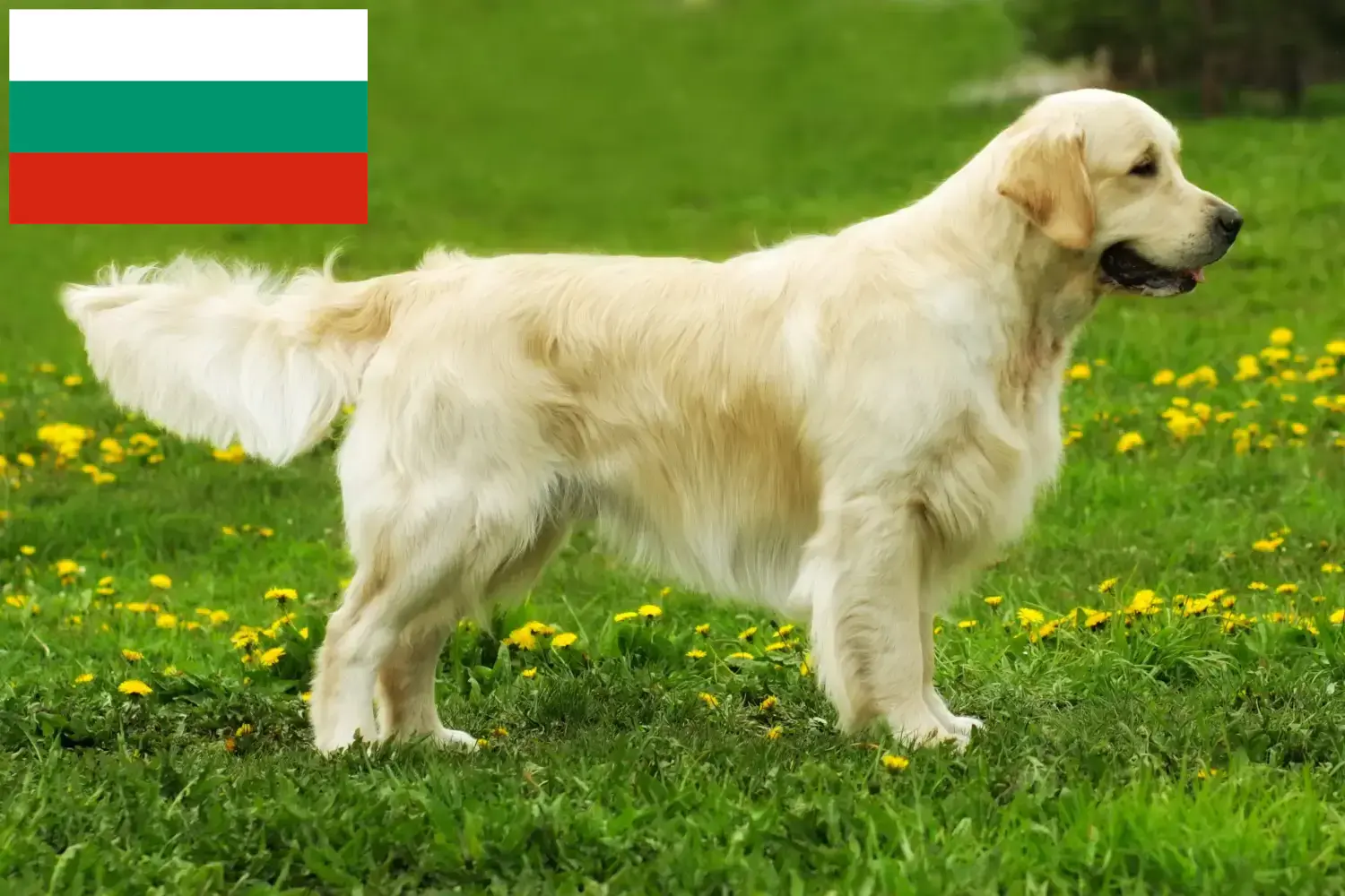 Přečtete si více ze článku Chovatelé zlatých retrívrů a štěňat v Bulharsku