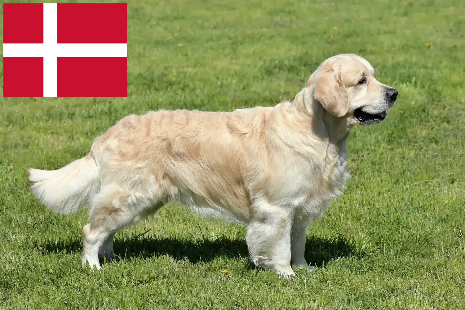 Štěňata a chovatelé zlatých retrívrů Dánsko Zde najdete chovatele zlatých retrívrů v Dánsku.