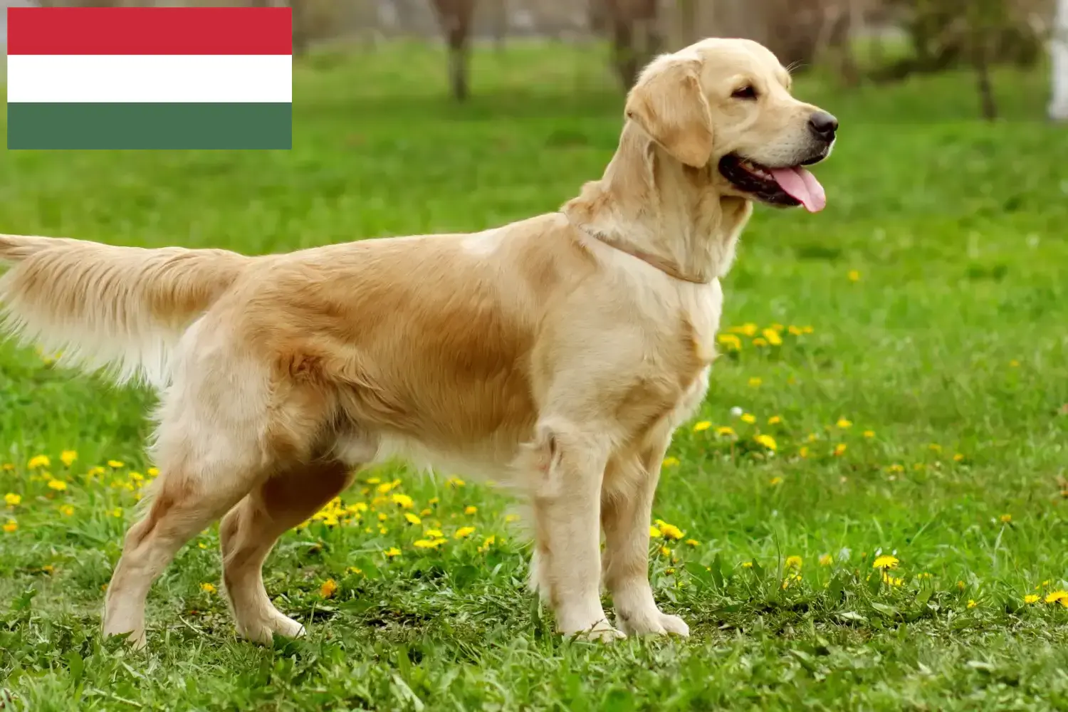 Přečtete si více ze článku Chovatelé zlatých retrívrů a štěňat v Maďarsku