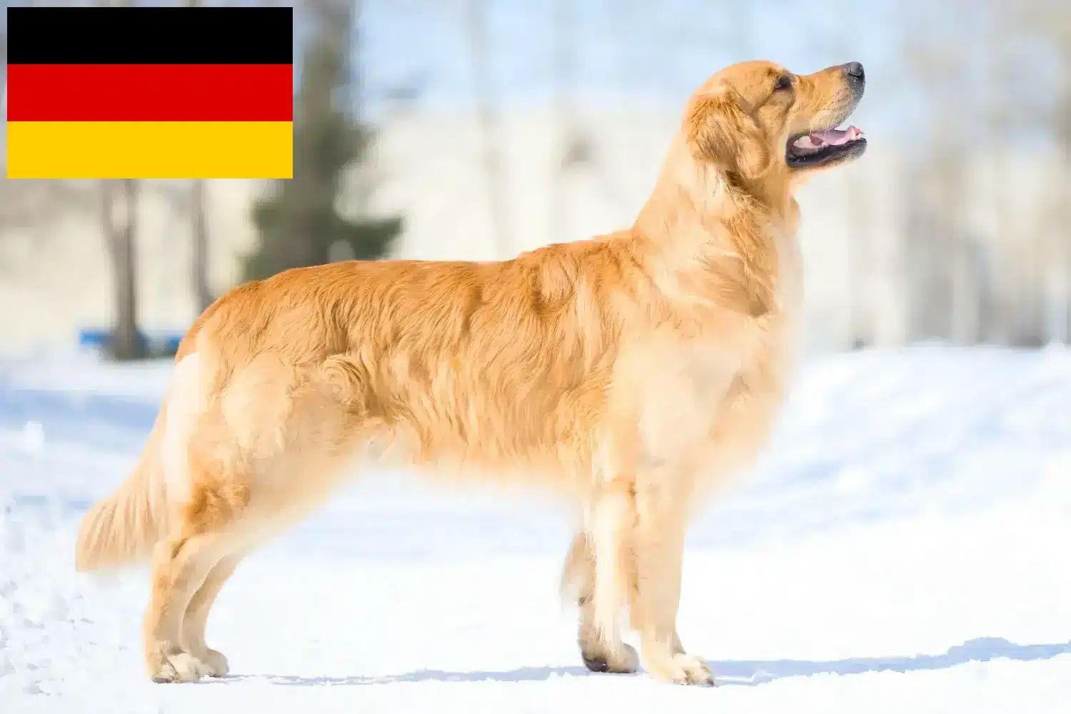 Přečtete si více ze článku Chovatelé zlatých retrívrů a štěňat v Německu