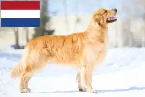 Přečtete si více ze článku Chovatelé zlatých retrívrů a štěňat v Nizozemsku
