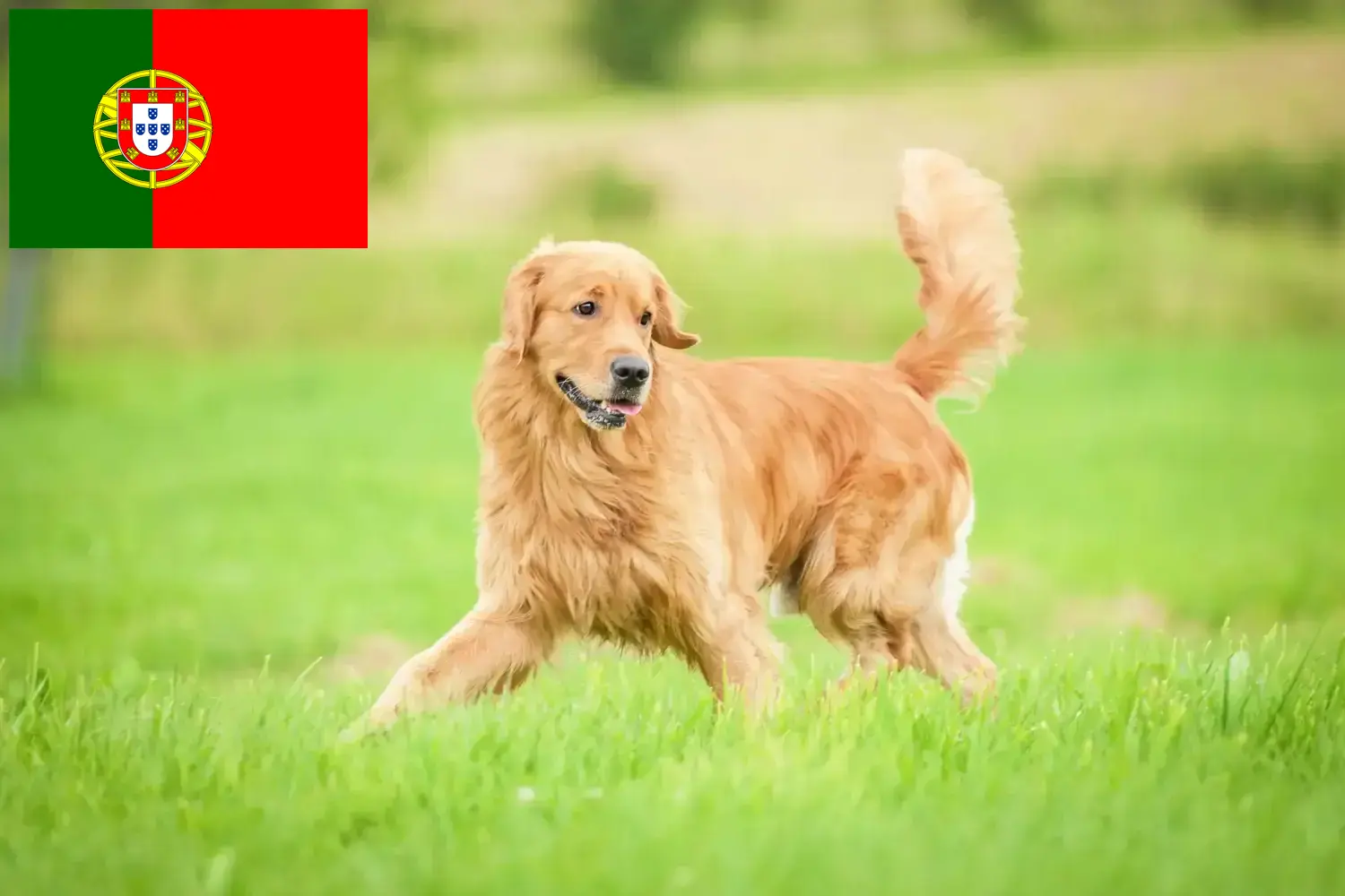 Přečtete si více ze článku Chovatelé zlatých retrívrů a štěňat v Portugalsku