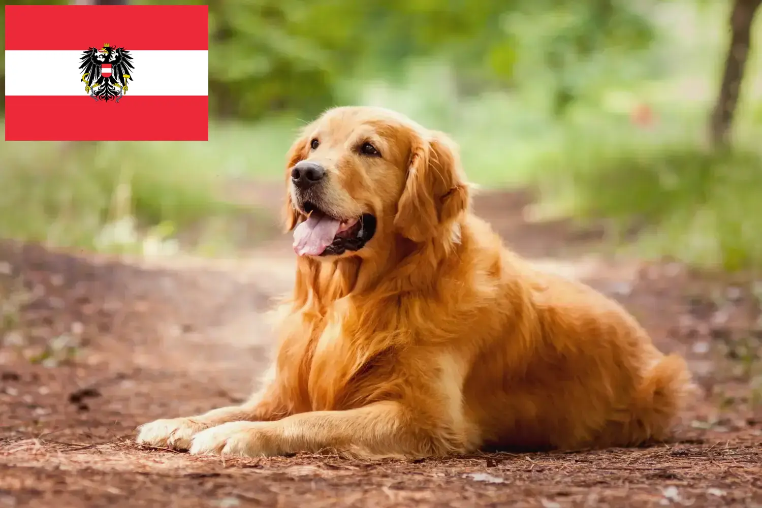 Štěňata a chovatelé zlatých retrívrů Rakousko Zde najdete chovatele zlatých retrívrů v Rakousku.