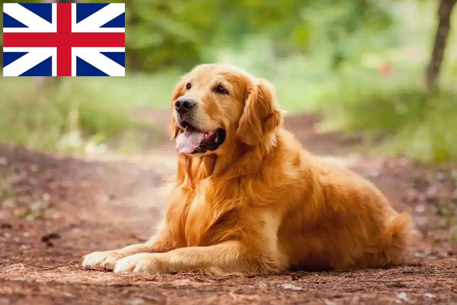 Štěňata a chovatelé zlatých retrívrů Velká Británie Zde najdete chovatele zlatých retrívrů ve Velké Británii.