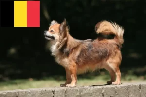 Přečtete si více ze článku Chovatelé čivav a štěňat v Belgii