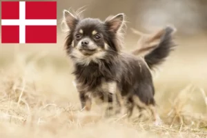 Přečtete si více ze článku Chovatelé čivav a štěňat v Dánsku