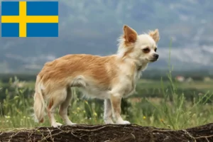 Přečtete si více ze článku Chovatelé čivav a štěňat ve Švédsku