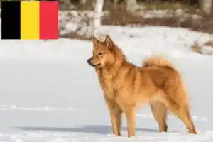 Přečtete si více ze článku Chovatelé finských špiců a štěňat v Belgii