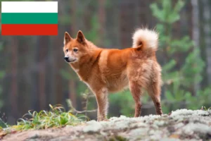 Přečtete si více ze článku Chovatelé finských špiců a štěňat v Bulharsku