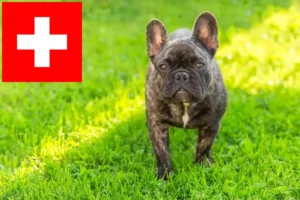 Přečtete si více ze článku Chovatelé francouzských buldočků a štěňat ve Švýcarsku