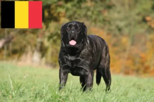 Přečtete si více ze článku Chovatelé mastifů a štěňat v Belgii