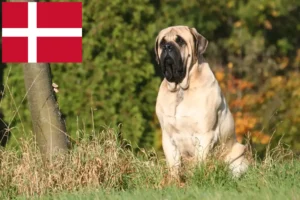 Přečtete si více ze článku Chovatelé mastifů a štěňat v Dánsku