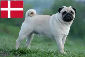 Přečtete si více ze článku Chovatelé mopsů a štěňat v Dánsku