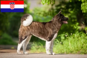 Přečtete si více ze článku Chovatelé akit a štěňat v Chorvatsku