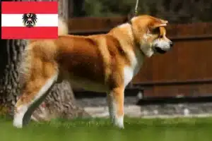 Přečtete si více ze článku Chovatelé akit a štěňata v Rakousku