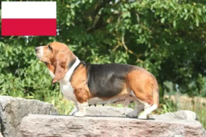 Přečtete si více ze článku Chovatelé bassetů a štěňat v Polsku