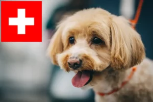 Přečtete si více ze článku Chovatelé maltipů a štěňat ve Švýcarsku