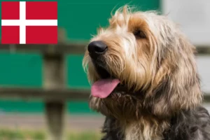 Přečtete si více ze článku Chovatelé vydřích psů a štěňat v Dánsku