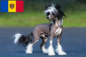Přečtete si více ze článku Chovatelé čínských chocholatých psů a štěňat v Moldavské republice