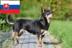 Přečtete si více ze článku Chovatelé čivav a štěňat na Slovensku