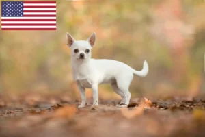 Přečtete si více ze článku Chovatelé čivav a štěňat v USA