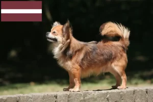 Přečtete si více ze článku Chovatelé čivav a štěňat v Lotyšsku