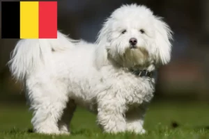 Přečtete si více ze článku Chovatelé a štěňata Coton de Tuléar v Belgii