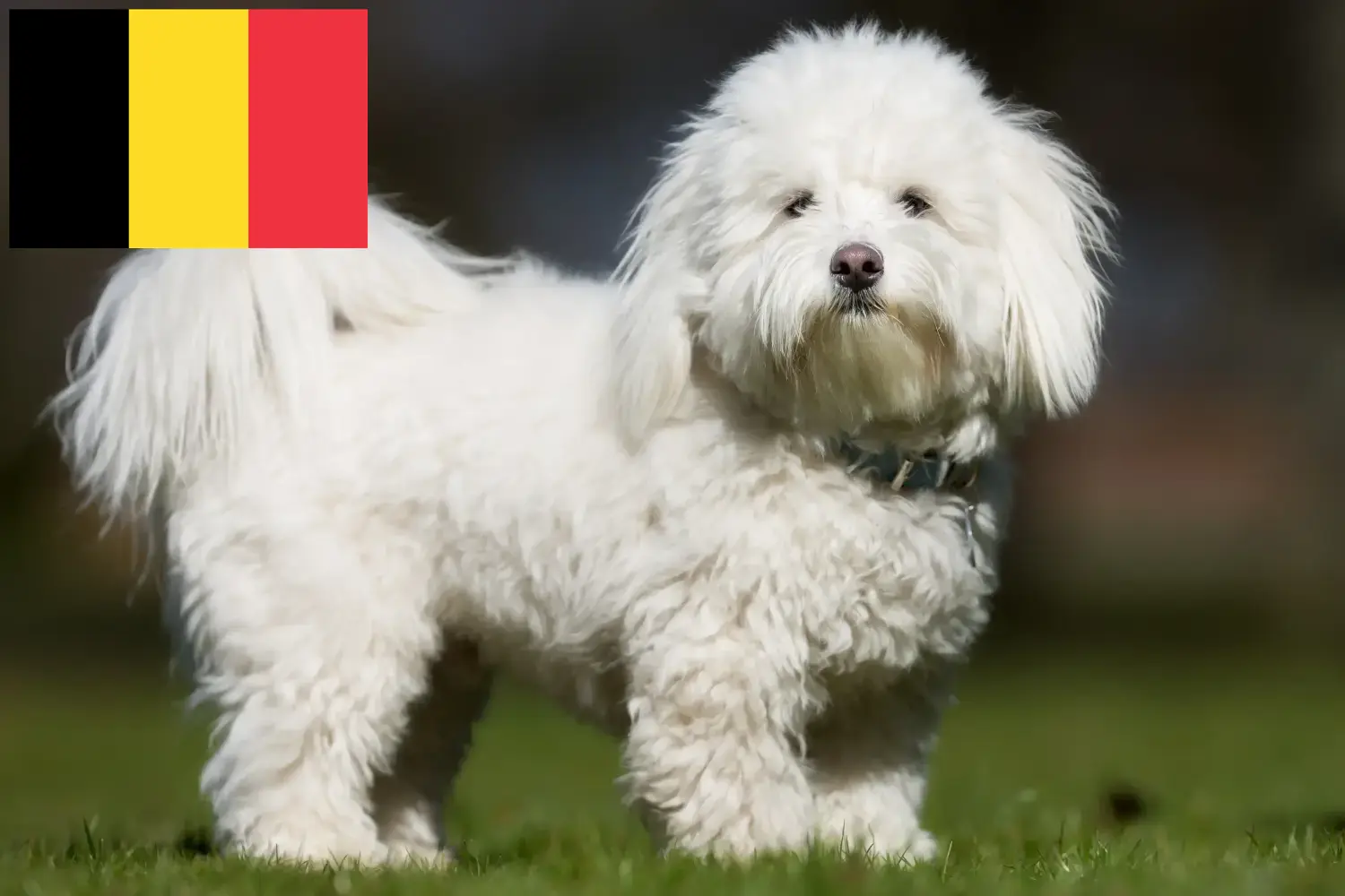 Přečtete si více ze článku Chovatelé a štěňata Coton de Tuléar v Belgii