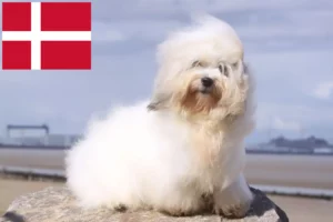 Přečtete si více ze článku Chovatelé a štěňata Coton de Tuléar v Dánsku