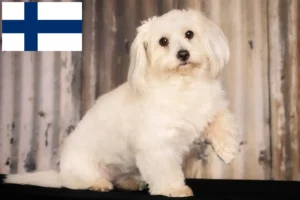Přečtete si více ze článku Chovatelé a štěňata Coton de Tuléar ve Finsku