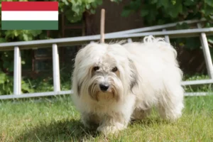 Přečtete si více ze článku Chovatelé a štěňata Coton de Tuléar v Maďarsku