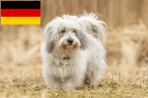 Přečtete si více ze článku Chovatelé a štěňata Coton de Tuléar v Německu