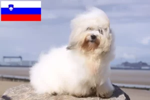 Přečtete si více ze článku Chovatelé a štěňata Coton de Tuléar ve Slovinsku