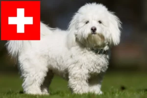 Přečtete si více ze článku Chovatelé a štěňata Coton de Tuléar ve Švýcarsku