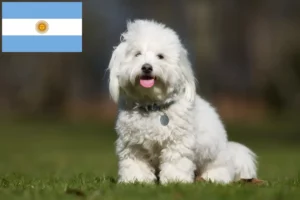 Přečtete si více ze článku Chovatelé a štěňata Coton de Tuléar v Argentině