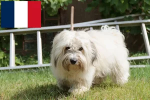 Přečtete si více ze článku Chovatelé a štěňata Coton de Tuléar ve Francii