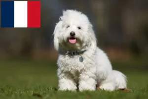 Přečtete si více ze článku Chovatelé a štěňata Coton de Tuléar na Réunionu
