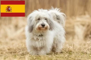 Přečtete si více ze článku Chovatelé a štěňata Coton de Tuléar ve Španělsku