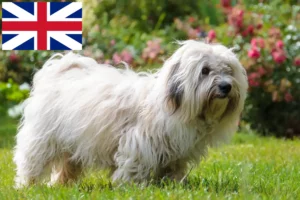 Přečtete si více ze článku Chovatelé a štěňata Coton de Tuléar ve Velké Británii
