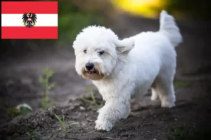 Přečtete si více ze článku Chovatelé a štěňata Coton de Tuléar v Rakousku