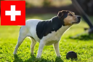 Přečtete si více ze článku Chovatelé dánských a švédských farmářských psů a štěňat ve Švýcarsku