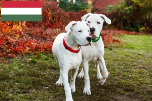 Přečtete si více ze článku Chovatelé a štěňata Dogo Argentino v Maďarsku